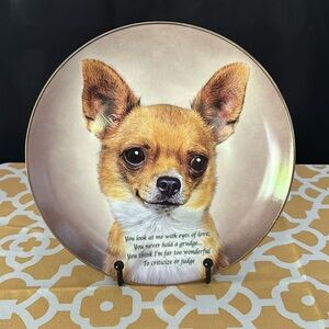 Darby Mint. Eyes of Love. ❤️ Cherished Chihuahua. No flaws.